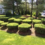 neatly trimmed shrubs
