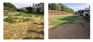 before and after of dead grass